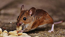 24 Hour & Emergency Exterminators in Norman, OK